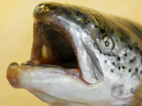 Uncovering the connection: how social support influences lifespan in seniors